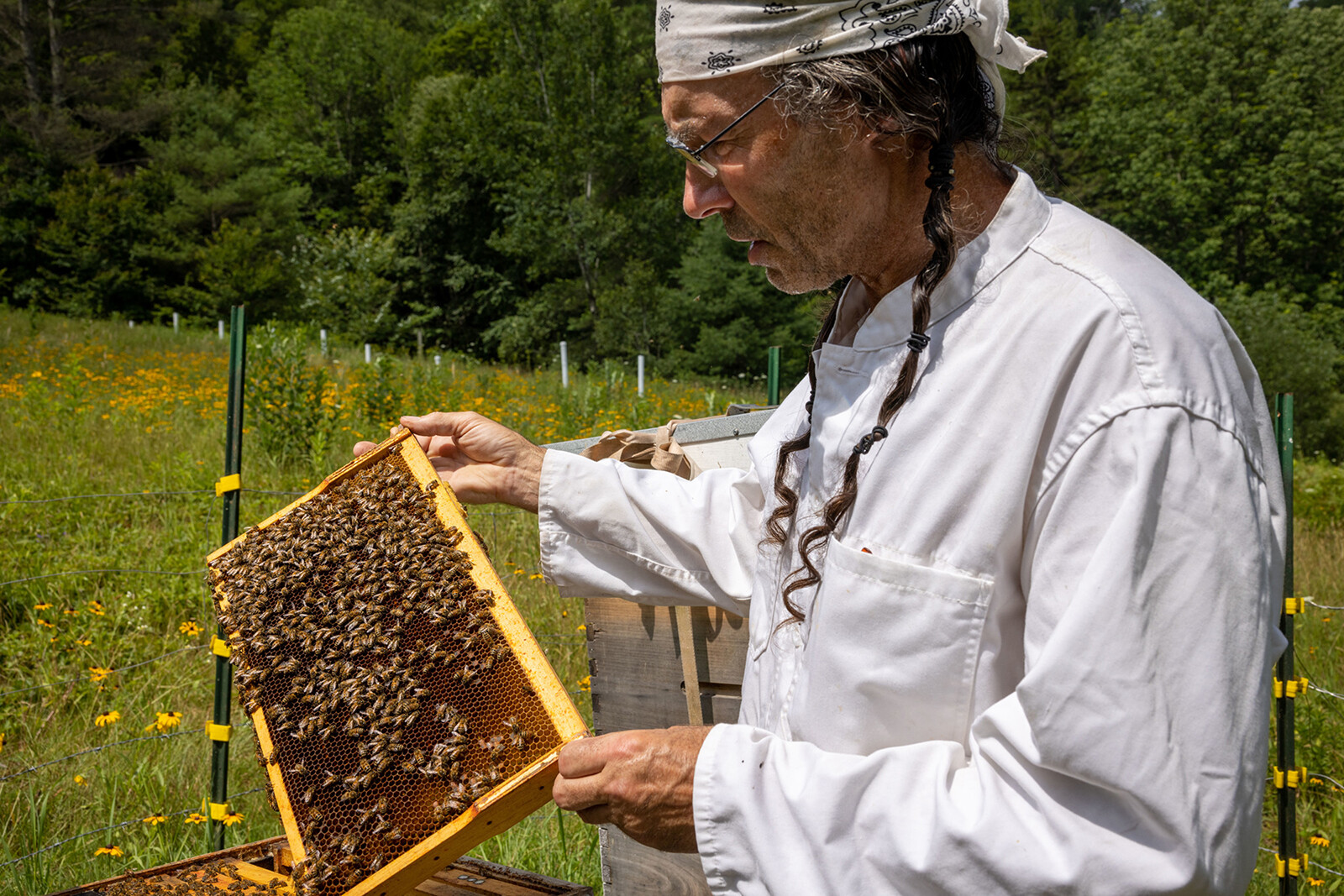A beekeeper examines a honeycomb frame filled with bees in a sunny field.