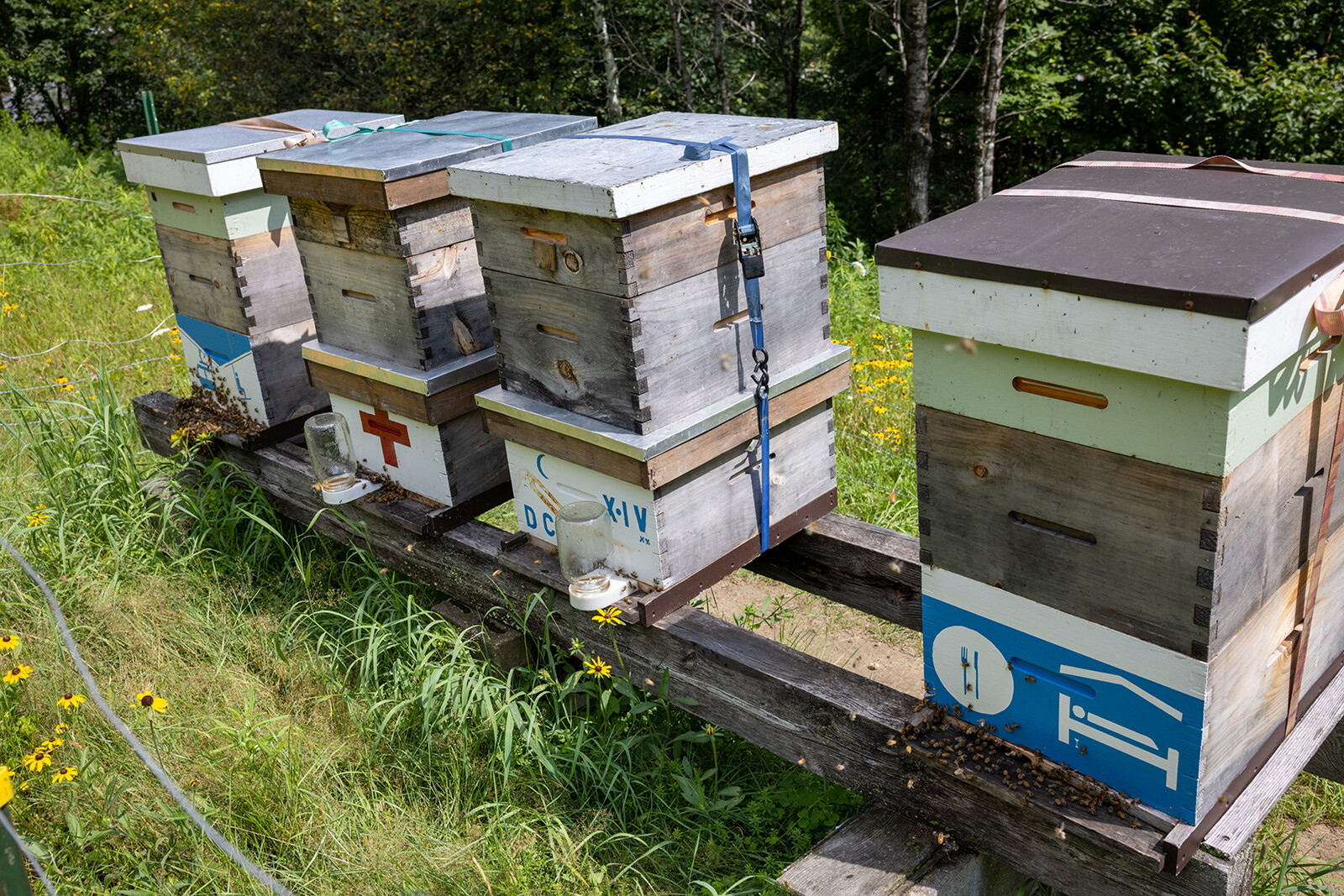 Four beehives on a wooden stand in a grassy field with flowers.