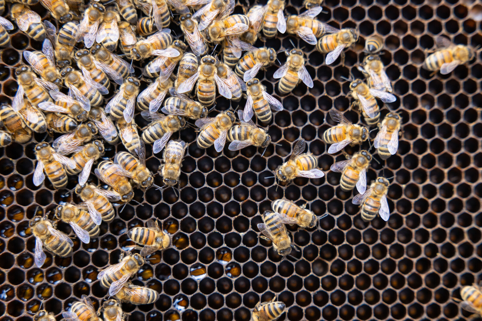 A close-up of bees on a honeycomb, showing their hexagonal cells and busy activity.
