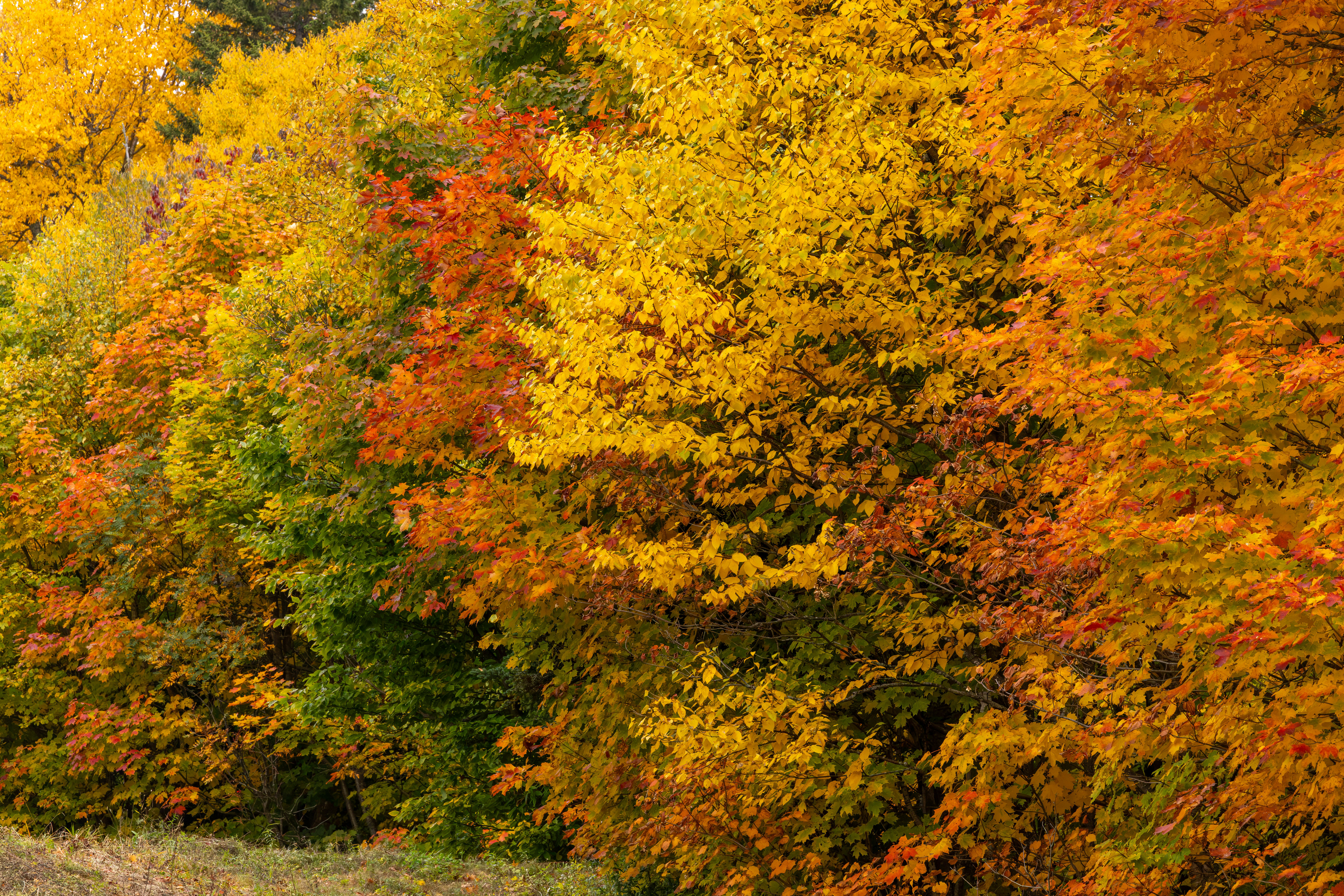 Vibrant autumn foliage with shades of yellow, orange, and red.
