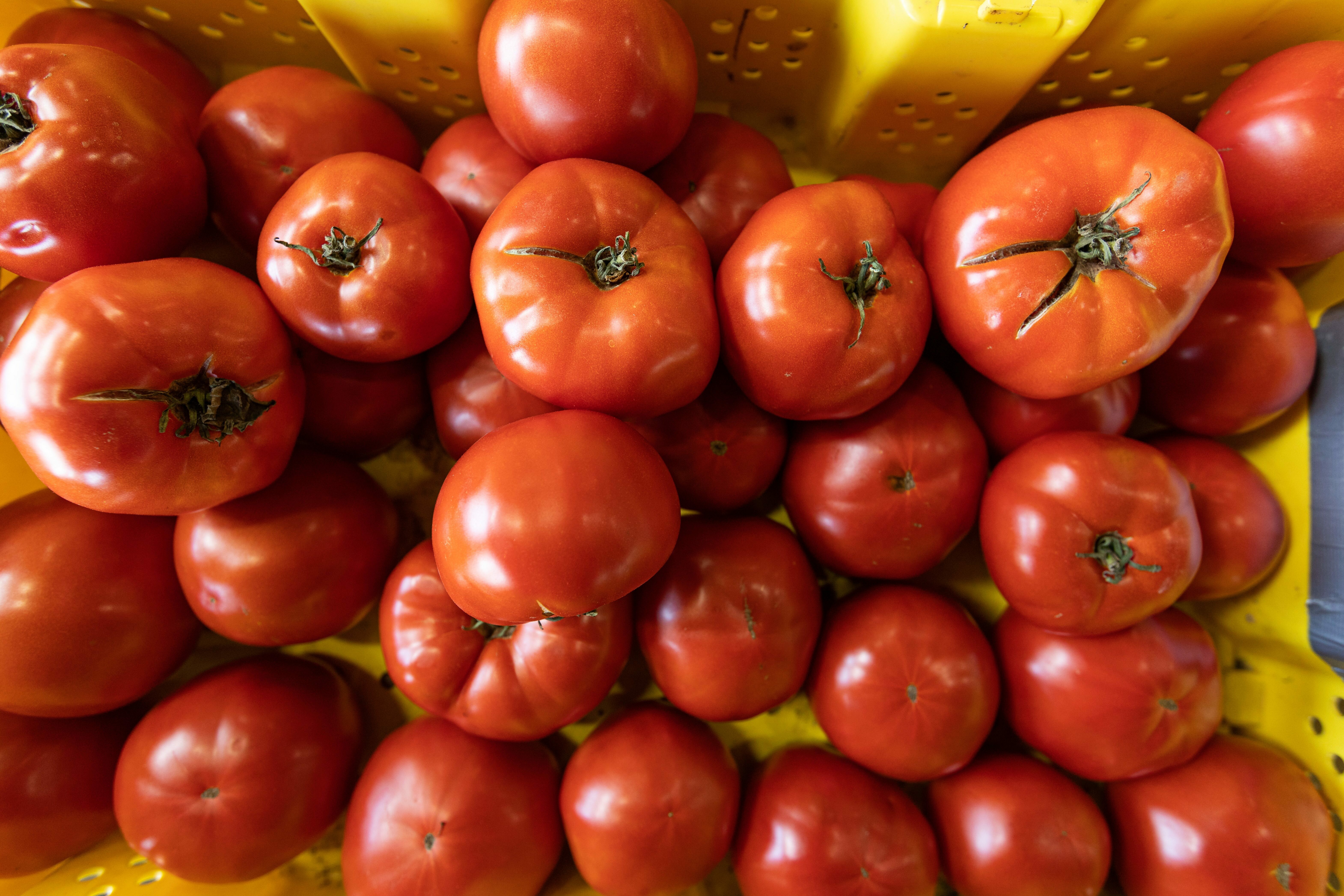 A close-up of ripe, red tomatoes in a yellow container.